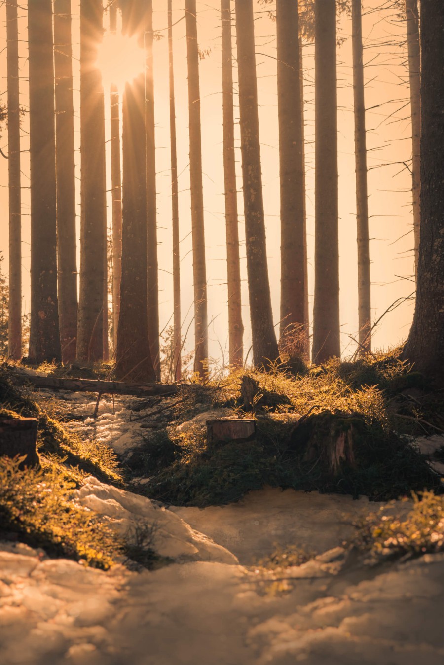 Forest with snow and moss with sun in the background