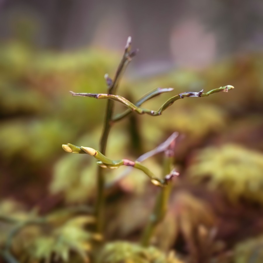 Macro photo of a plant in the Alps