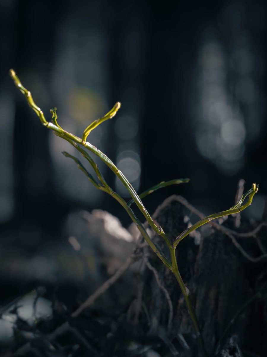 Photo of plant with dark background