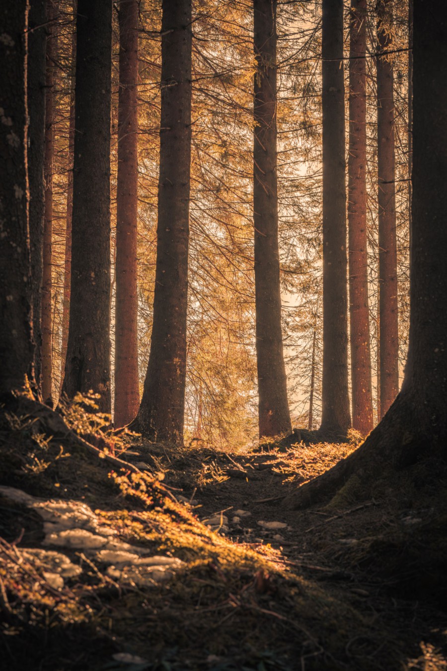 Forest with moss at dusk in the Alps